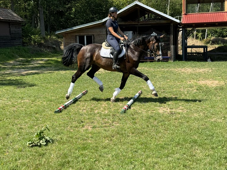 Warmblood checo Caballo castrado 6 años 168 cm Castaño in Rudna