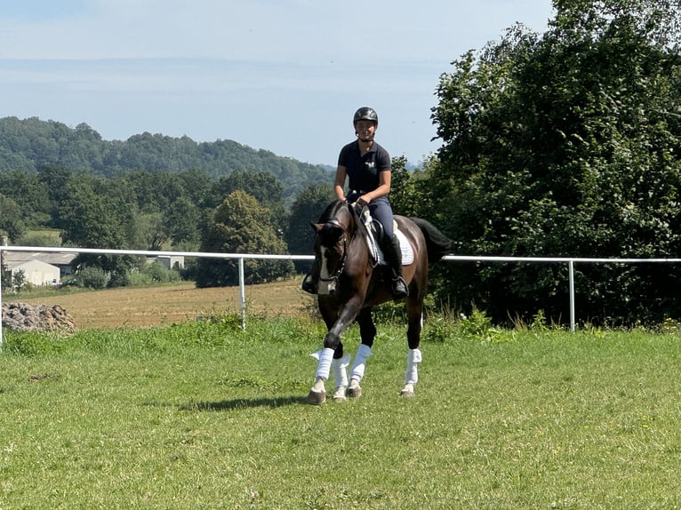 Warmblood checo Caballo castrado 6 años 168 cm Castaño in Rudna