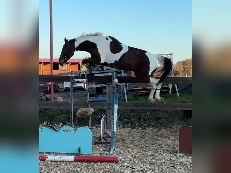 Warmblood checo Caballo castrado 6 años 170 cm Tobiano-todas las-capas in Prostějov