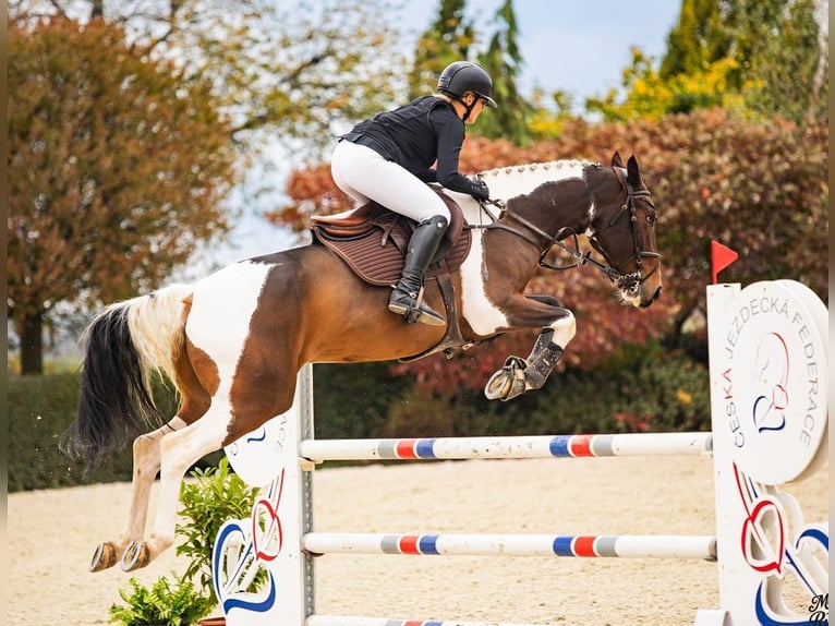 Warmblood checo Caballo castrado 6 años 170 cm Tobiano-todas las-capas in Prostějov