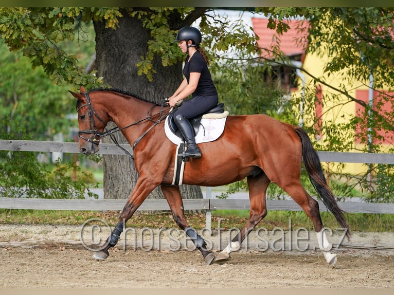 Warmblood checo Caballo castrado 6 años 171 cm Castaño in Ceske Budejovice