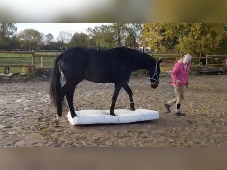 Warmblood checo Caballo castrado 6 años 173 cm Castaño oscuro in Ceske Budejovic