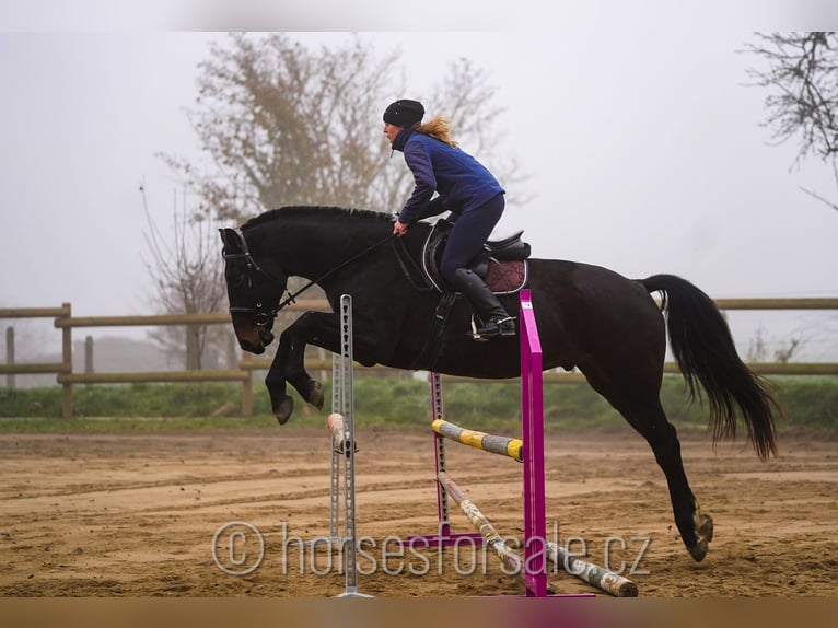 Warmblood checo Caballo castrado 6 años 173 cm Castaño oscuro in Ceske Budejovic