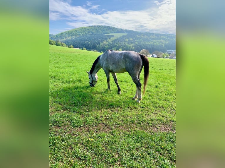 Warmblood checo Caballo castrado 6 años 177 cm Tordo in Prešov