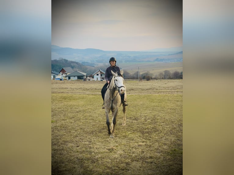 Warmblood checo Caballo castrado 6 años 180 cm Tordo in Prešov