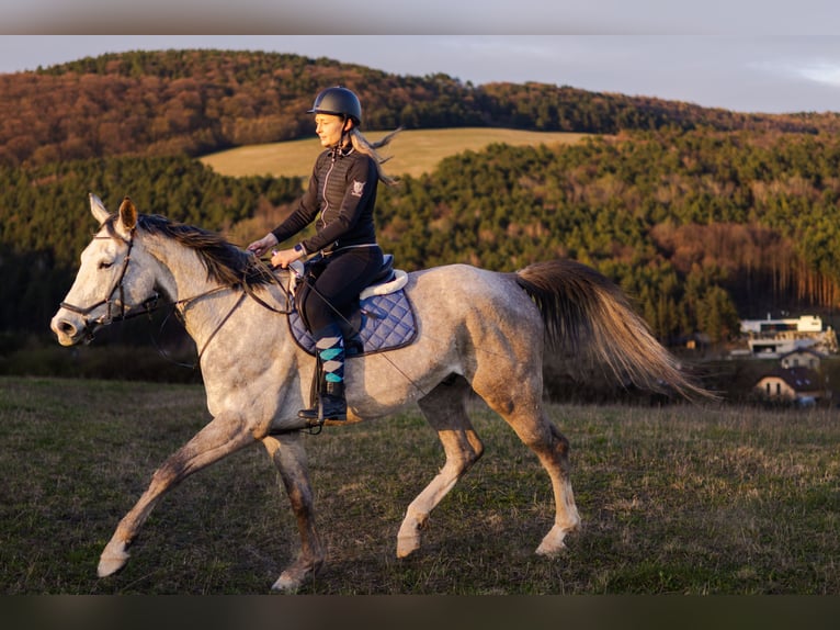 Warmblood checo Caballo castrado 6 años 180 cm Tordo in Prešov