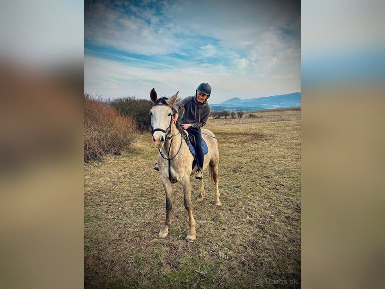 Warmblood checo Caballo castrado 6 años 180 cm Tordo in Prešov