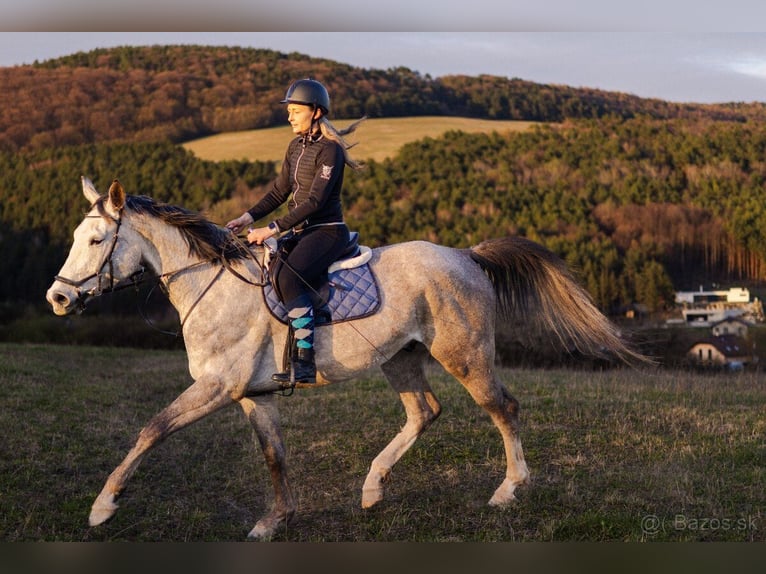 Warmblood checo Caballo castrado 6 años 180 cm Tordo in Prešov