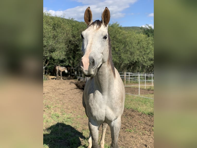 Warmblood checo Caballo castrado 6 años 180 cm Tordo in Prešov