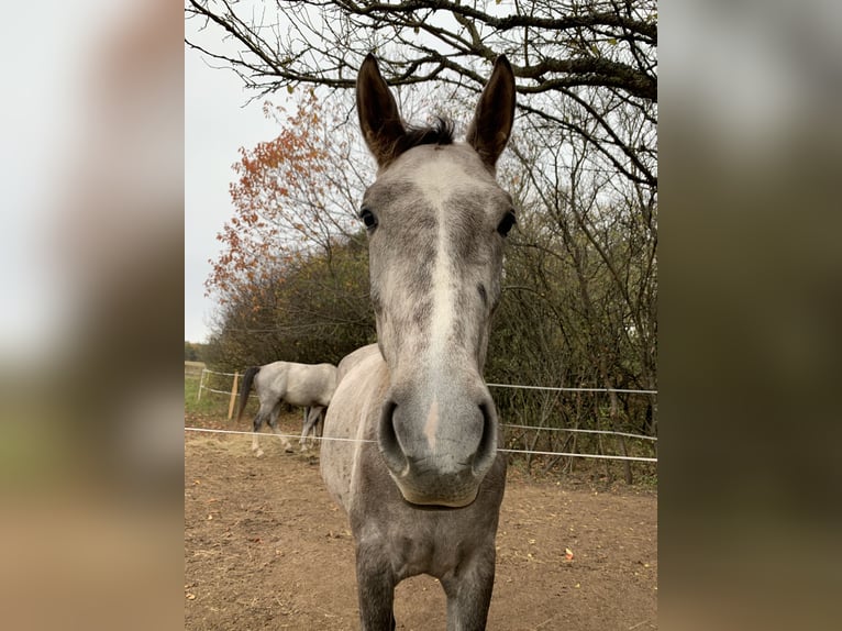 Warmblood checo Caballo castrado 6 años 180 cm Tordo in Prešov