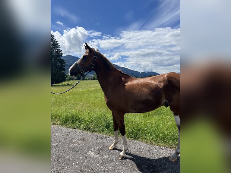 Warmblood checo Caballo castrado 7 años 160 cm Alazán in Hohenems