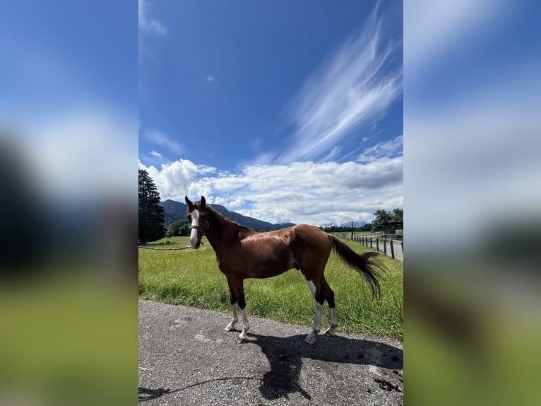 Warmblood checo Caballo castrado 7 años 160 cm Alazán in Hohenems