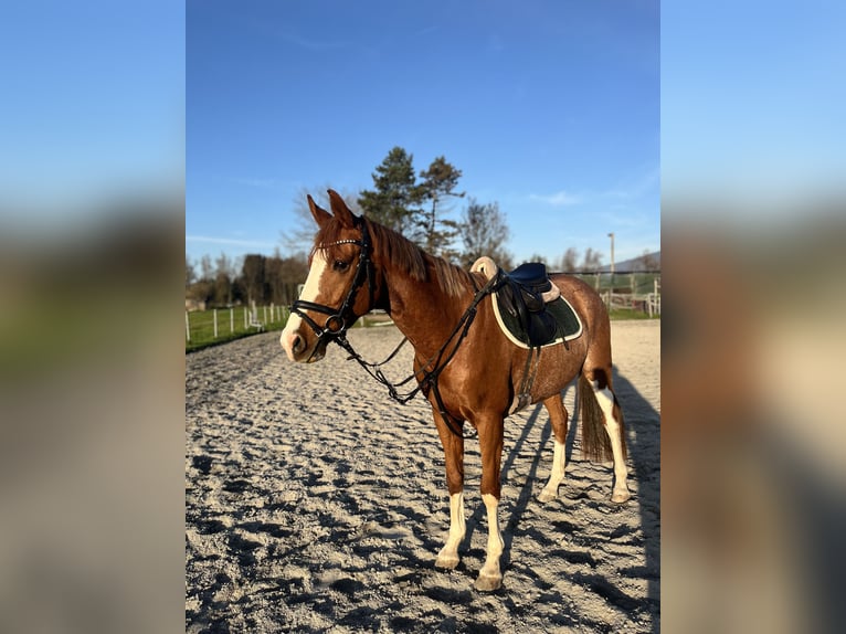 Warmblood checo Caballo castrado 7 años 160 cm Alazán in Hohenems