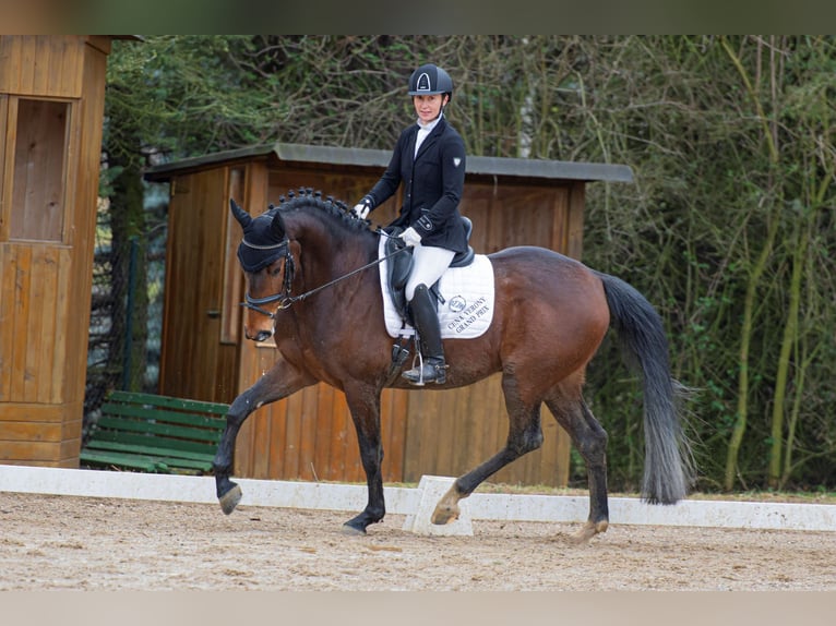 Warmblood checo Caballo castrado 7 años 164 cm Castaño rojizo in Milín