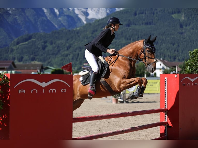 Warmblood checo Caballo castrado 7 años 165 cm Alazán in Schärding