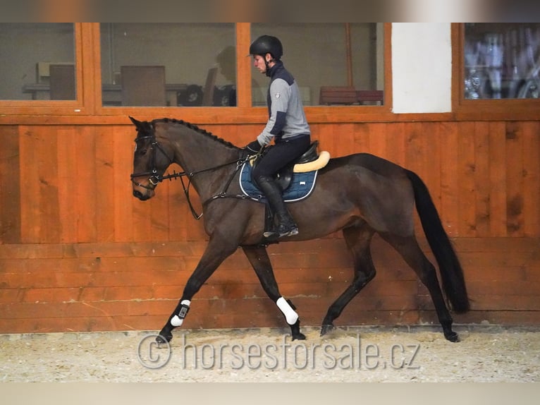 Warmblood checo Caballo castrado 7 años 166 cm Castaño in Region Prag