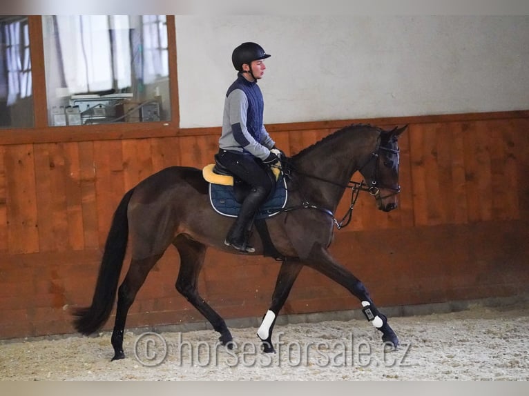 Warmblood checo Caballo castrado 7 años 166 cm Castaño in Region Prag