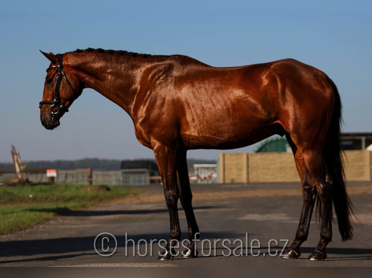 Warmblood checo Caballo castrado 7 años 166 cm Castaño in Region Prag