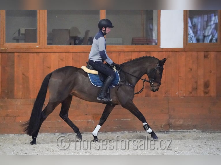 Warmblood checo Caballo castrado 7 años 166 cm Castaño in Region Prag