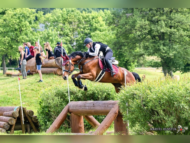 Warmblood checo Caballo castrado 7 años 167 cm Castaño in Brno