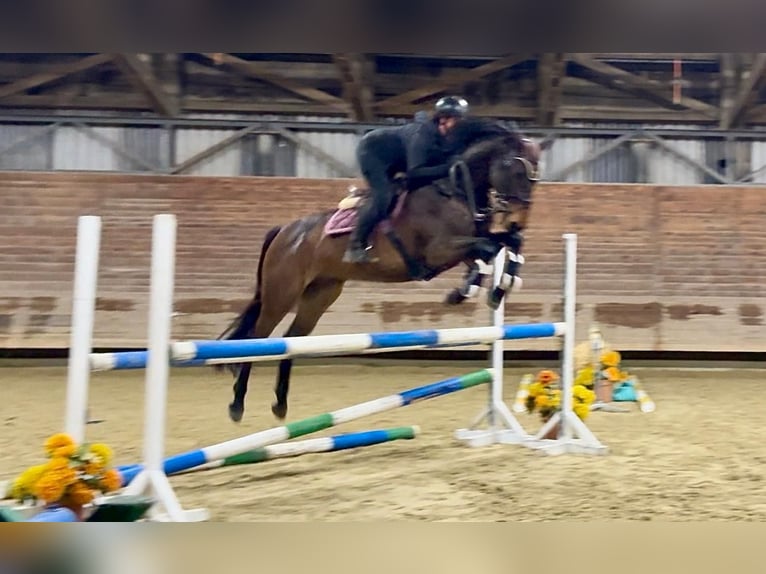 Warmblood checo Caballo castrado 7 años 170 cm Castaño in Brno