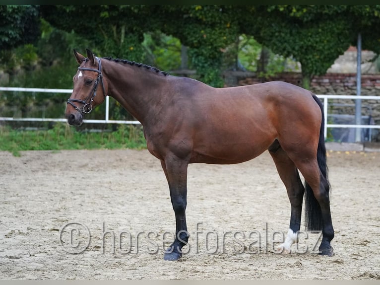 Warmblood checo Caballo castrado 7 años 171 cm Castaño in Region Prag