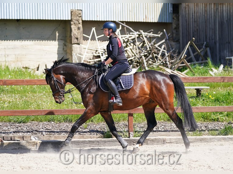 Warmblood checo Caballo castrado 7 años 171 cm Castaño oscuro in Region Prag