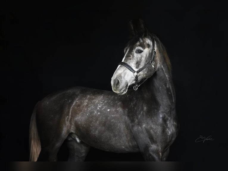 Warmblood checo Caballo castrado 7 años 175 cm Tordo in Prague 4