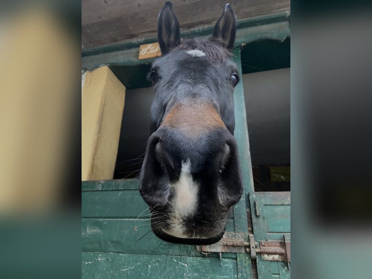 Warmblood checo Caballo castrado 7 años 178 cm Morcillo in Immendorf
