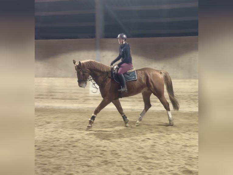 Warmblood checo Caballo castrado 7 años 180 cm Alazán in Pelmberg