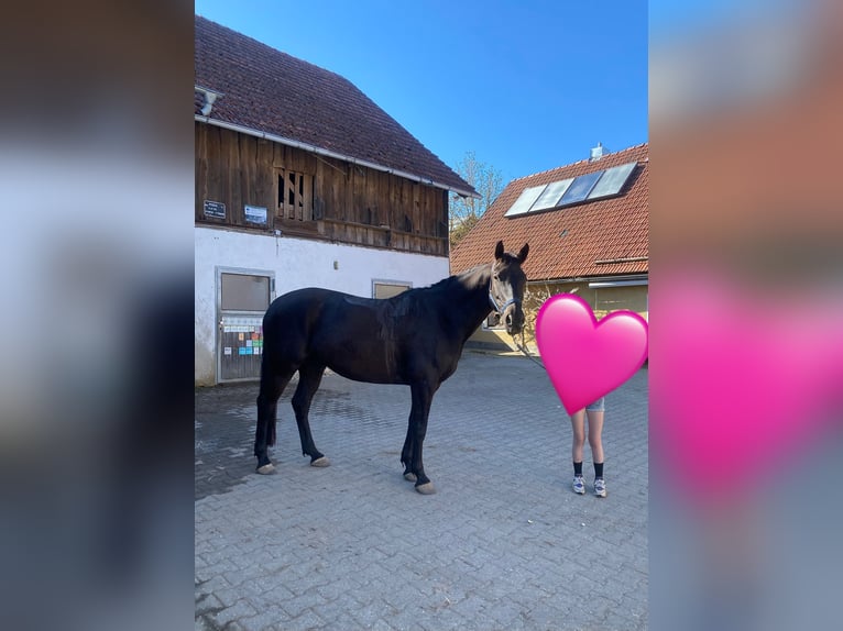 Warmblood checo Caballo castrado 8 años 161 cm Negro in Deuerling