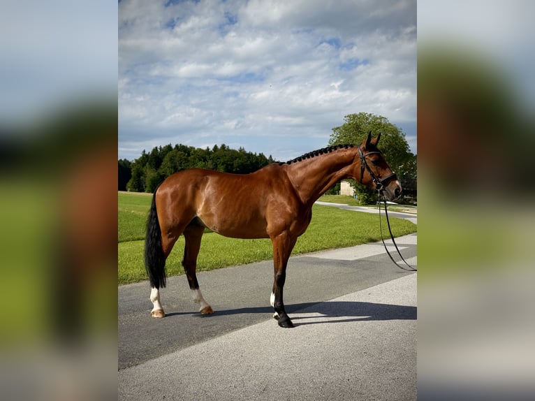 Warmblood checo Caballo castrado 8 años 173 cm Castaño in Seeham
