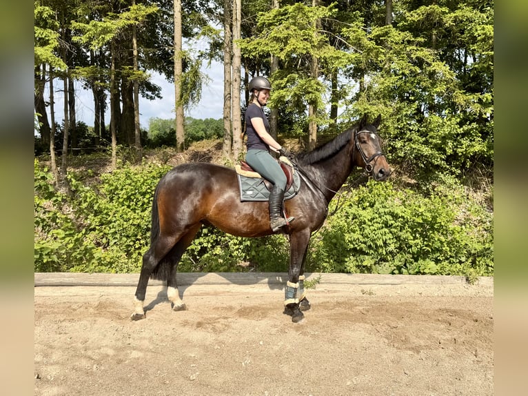 Warmblood checo Caballo castrado 8 años 174 cm Castaño oscuro in Pelmberg