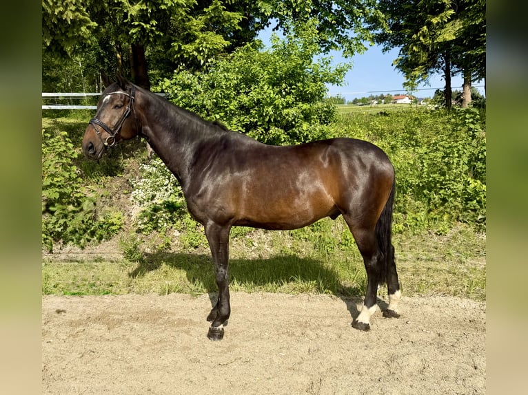 Warmblood checo Caballo castrado 8 años 174 cm Castaño oscuro in Pelmberg