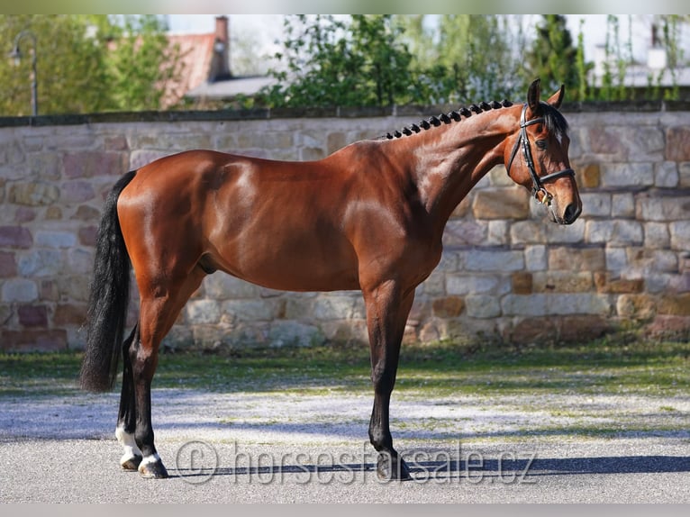 Warmblood checo Caballo castrado 8 años 175 cm Castaño in Region Prag