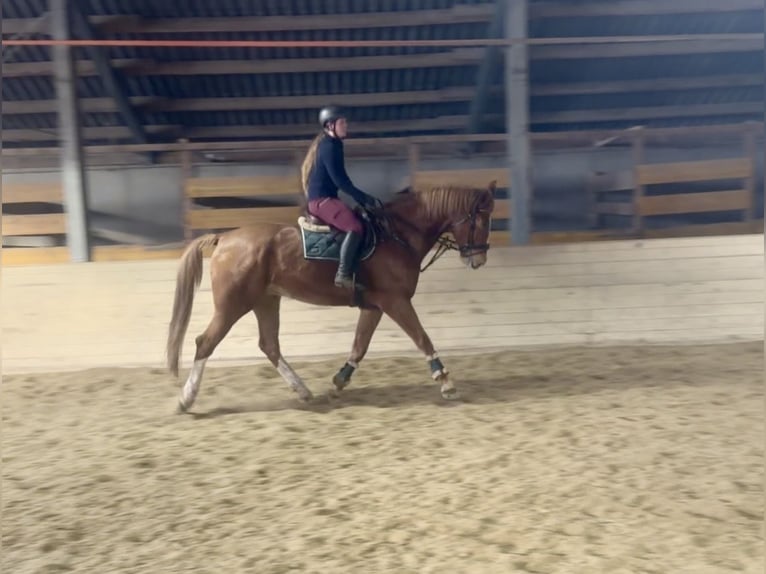 Warmblood checo Caballo castrado 8 años 180 cm Alazán in Pelmberg