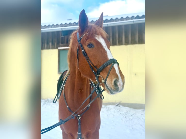 Warmblood checo Caballo castrado 8 años 180 cm Alazán in Pelmberg