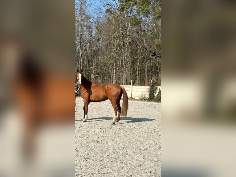 Warmblood checo Caballo castrado 8 años Castaño in Pohořany