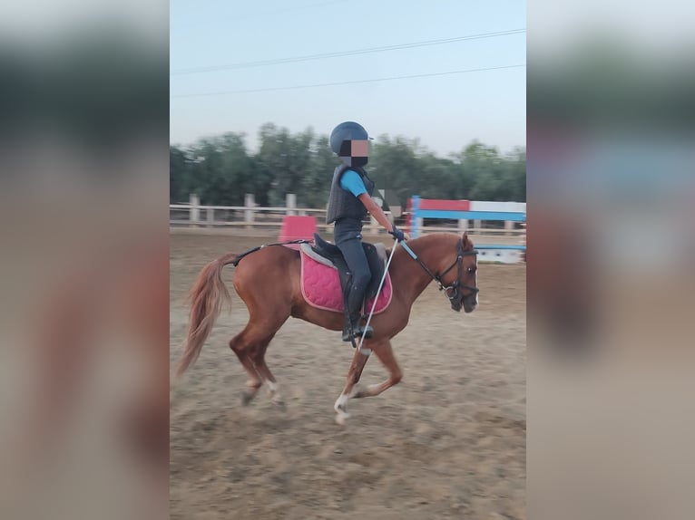 Warmblood checo Caballo castrado 9 años 118 cm Alazán in Catania