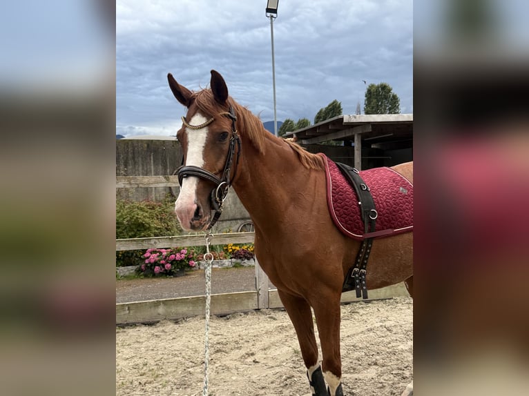 Warmblood checo Caballo castrado 9 años 160 cm Alazán in Rankweil