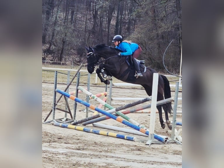 Warmblood checo Caballo castrado 9 años 164 cm Castaño oscuro in Prague