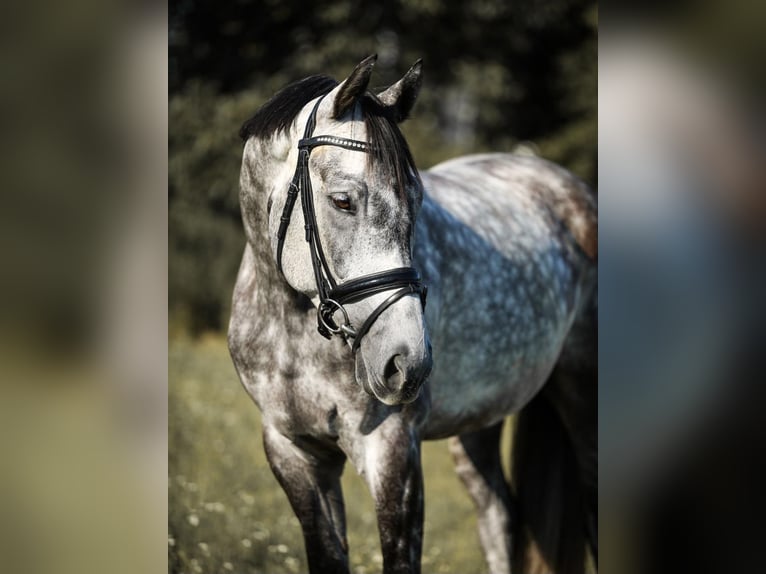 Warmblood checo Caballo castrado 9 años 166 cm Tordo rodado in Crailsheim