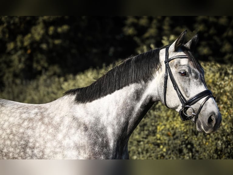 Warmblood checo Caballo castrado 9 años 166 cm Tordo rodado in Crailsheim