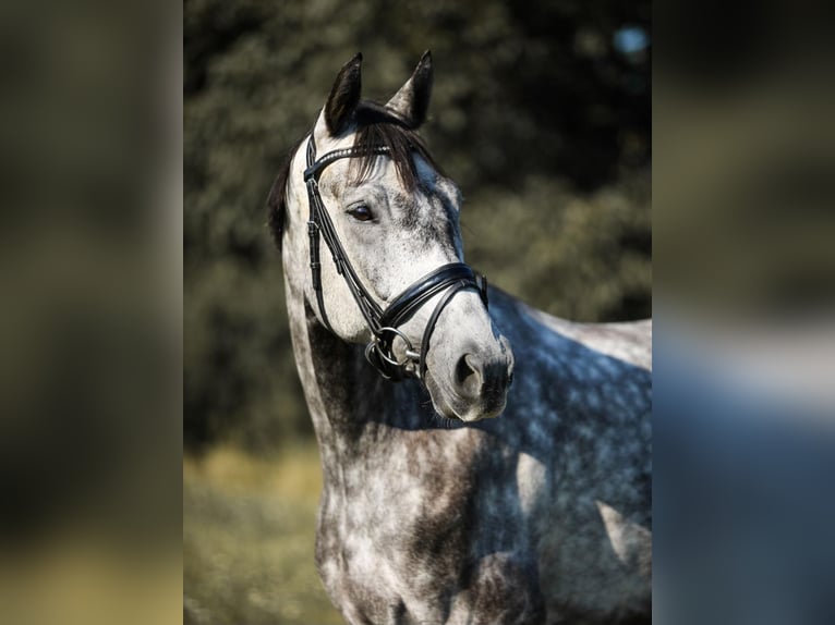 Warmblood checo Caballo castrado 9 años 166 cm Tordo rodado in Crailsheim