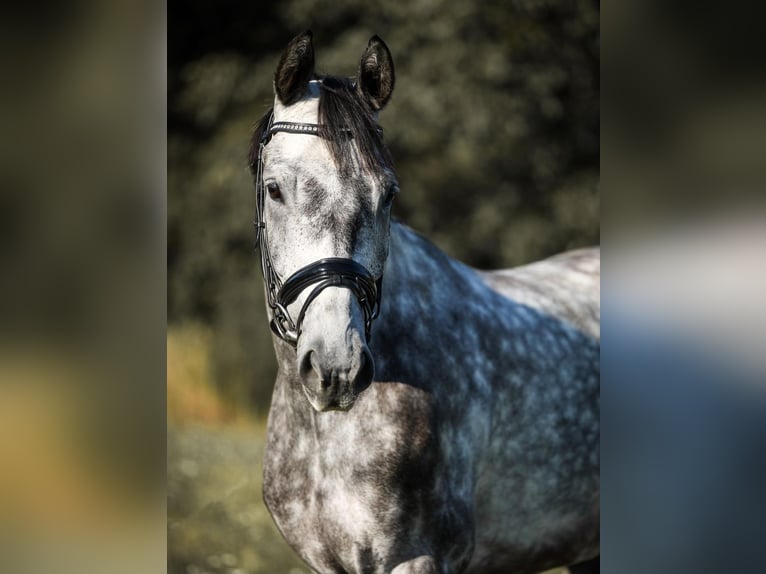 Warmblood checo Caballo castrado 9 años 166 cm Tordo rodado in Crailsheim