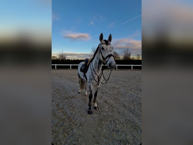 Warmblood checo Caballo castrado 9 años 166 cm Tordo rodado in Crailsheim