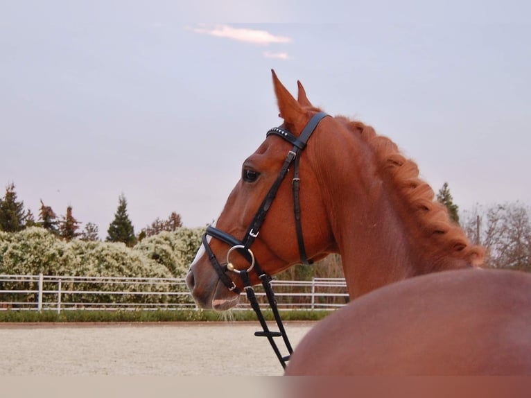 Warmblood checo Caballo castrado 9 años 167 cm Alazán in Neustadt in Sachsen