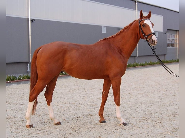 Warmblood checo Caballo castrado 9 años 167 cm Alazán in Neustadt in Sachsen