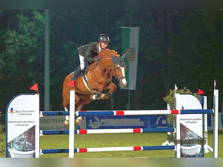 Warmblood checo Caballo castrado 9 años 168 cm Alazán in Neustadt in Sachsen