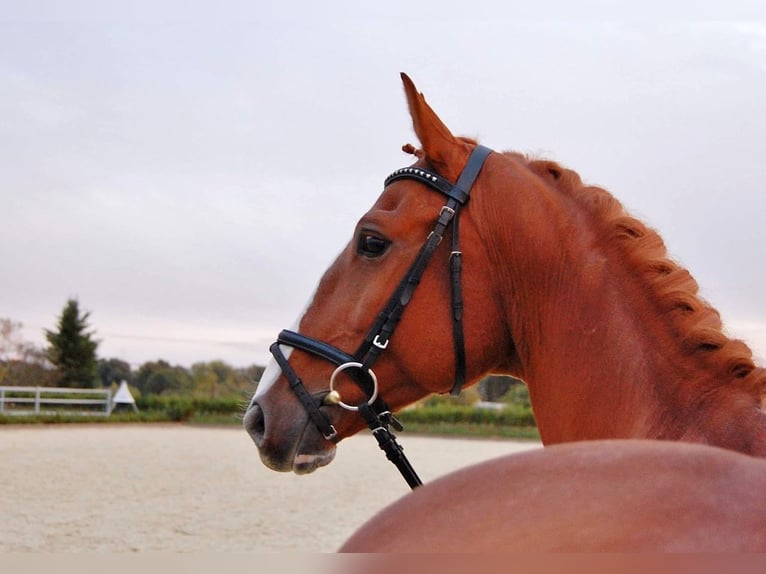 Warmblood checo Caballo castrado 9 años 168 cm Alazán in Neustadt in Sachsen